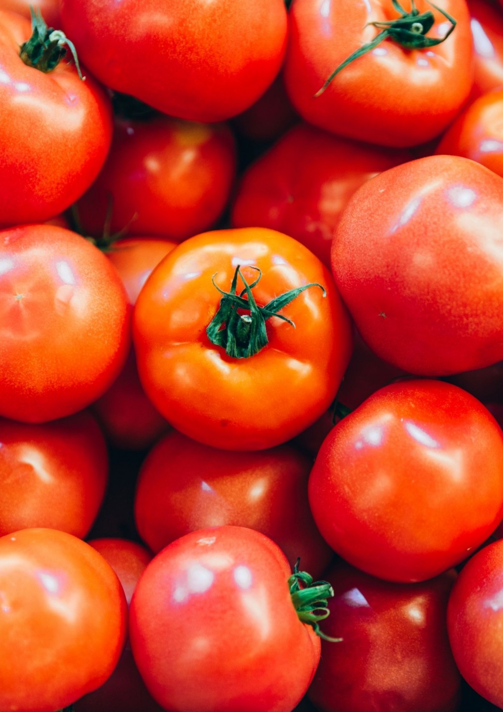 Bulk Buy Salad Tomatoes Wholesale KFF